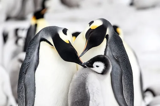 Императорские пингвины