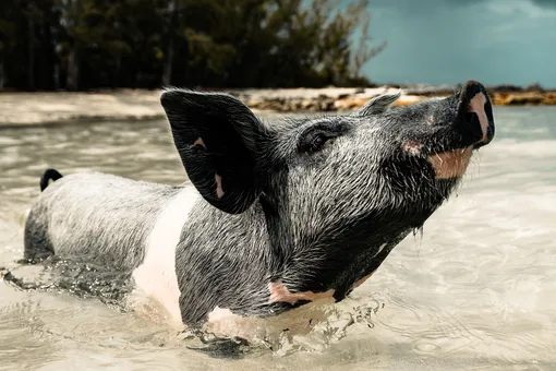 Люди пытались вызволить тонущую свинью, но она оказалась неблагодарной