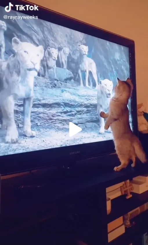 котенок и телевизор, кот и тв