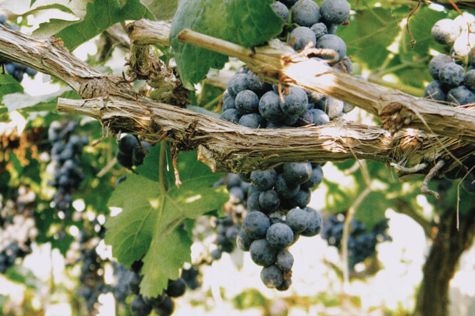 Как, где и когда сажать виноград: сроки, особенности посадки саженцами ичеренками