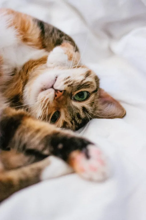 Почему экстрасенсы не советуют спать там, где спит кошка