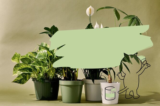 Как защитить комнатные растения при ремонте квартиры: лайфхаки опытных цветоводов