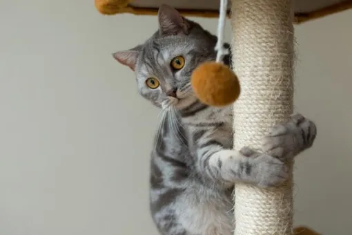 Кошачья мята поможет приучить питомца к кошачьему дереву