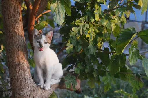 Почему кошка не может спуститься с дерева и надо ли её спасать