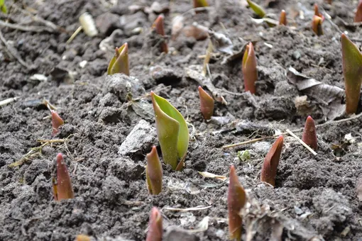 Как спасти проросшие тюльпаны осенью