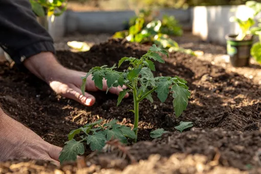 Как высадить рассаду томатов в открытый грунт: пошаговая инструкция