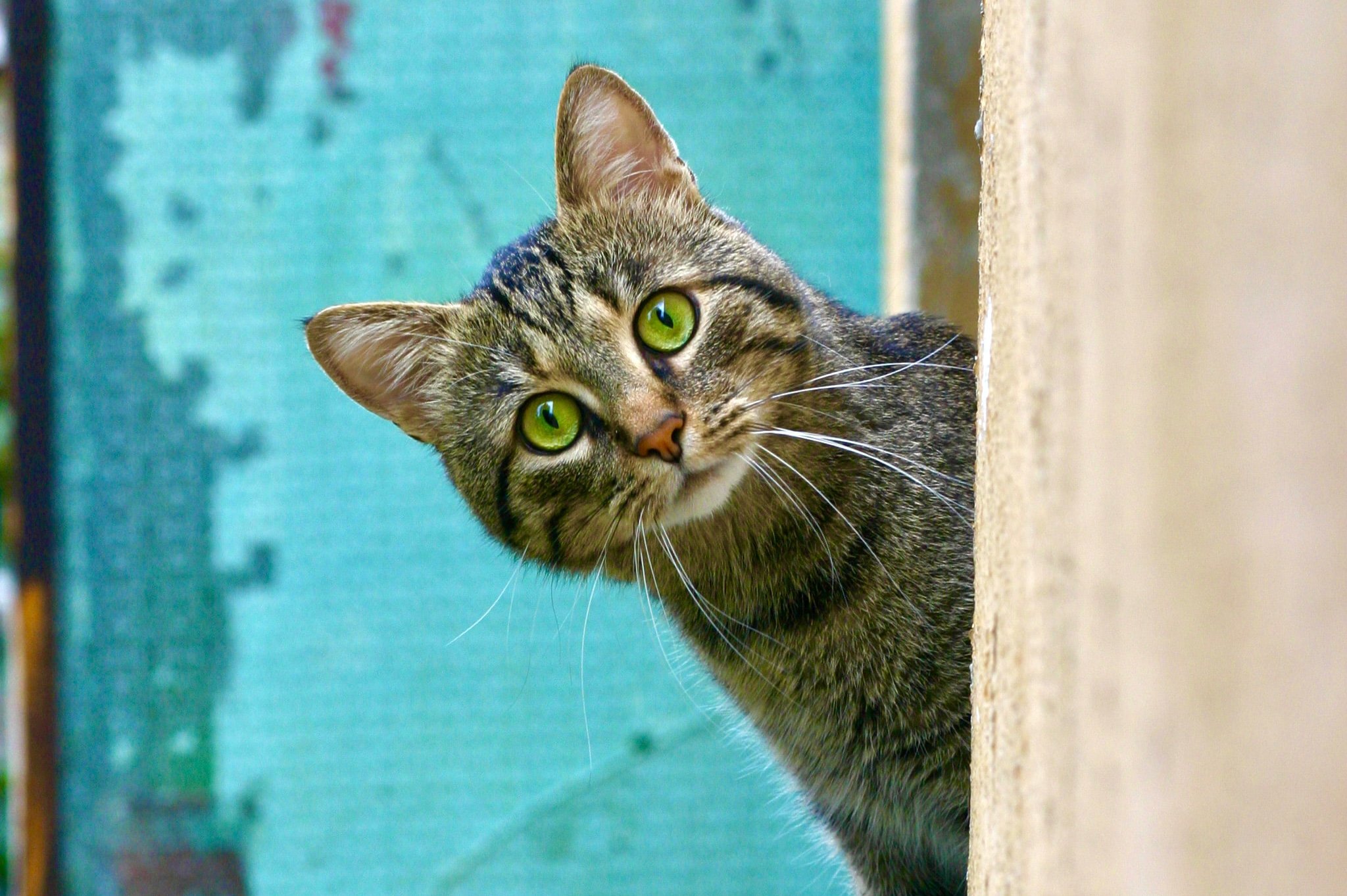 Невероятная история выживания питомца под руинами