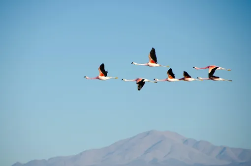 Фламинго летают