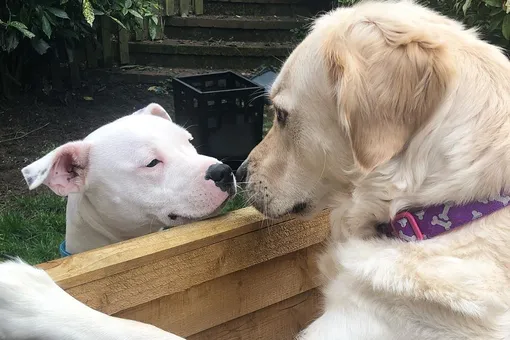 Мохнатая любовь: две собаки без ума друг от друга