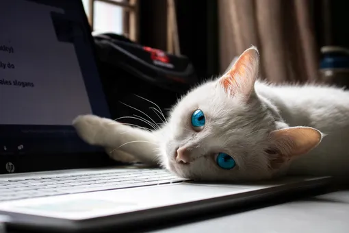 Кошка лежит на ноутбуке