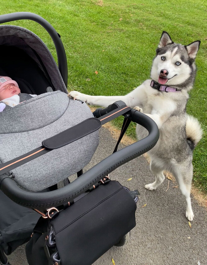 Собака с ребёнком на прогулке