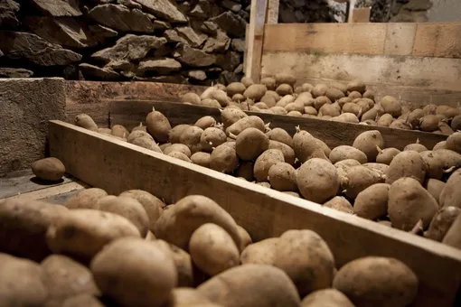Подготовка помещения для хранения семенного картофеля