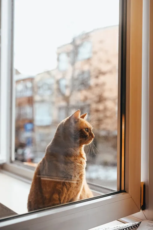 кот на окне опасность