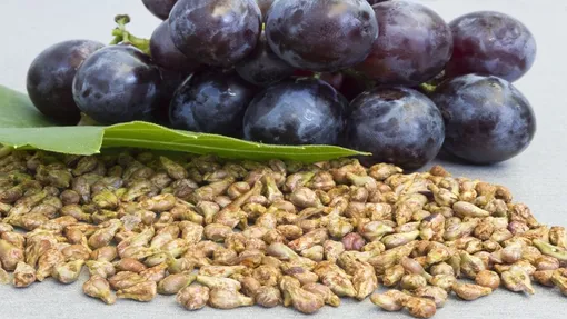 Польза флавоноидов в виноградных косточках