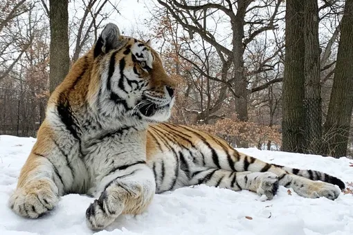 В американском зоопарке неожиданно умер тигр Путин