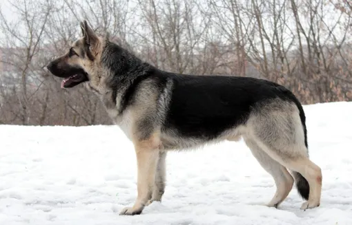 Пород собак, похожие на волка. Восточноевропейская овчарка