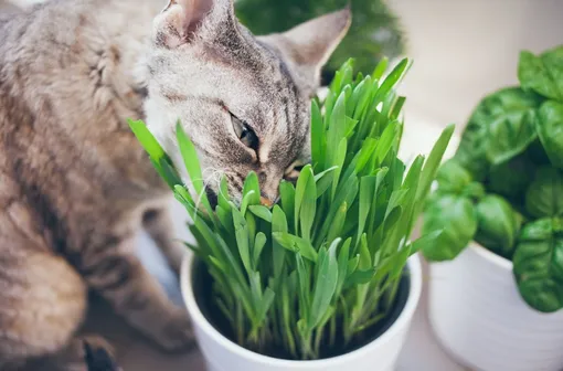 Выращивайте полезные злаковые растения для животных