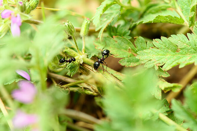 Как избавиться от муравьёв на участке?