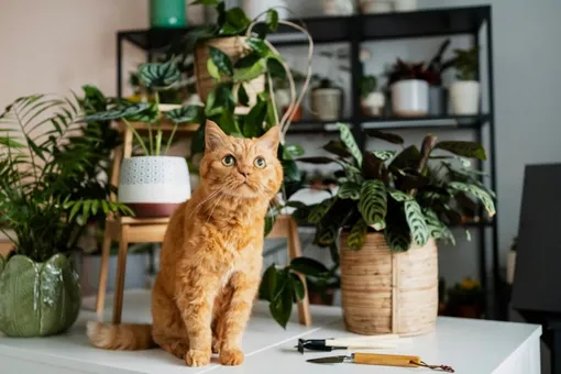 Как отучить кота ходить по столам, рассказывает эксперт