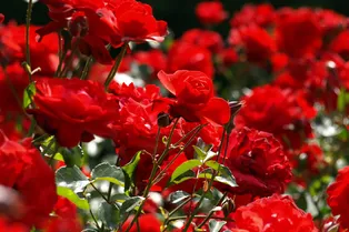 Подкормки для роз, которые можно сделать самостоятельно за копейки: сэкономьте на покупных удобрениях