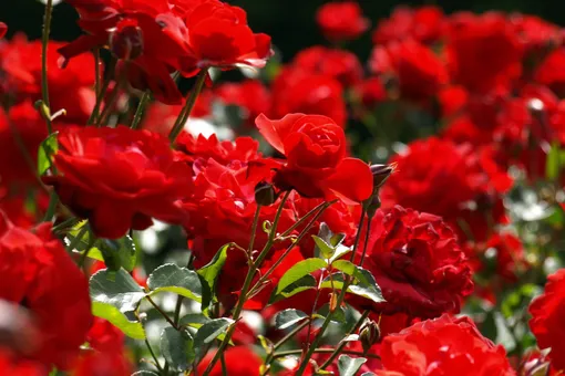 Подкормки для роз, которые можно сделать самостоятельно за копейки: сэкономьте на покупных удобрениях
