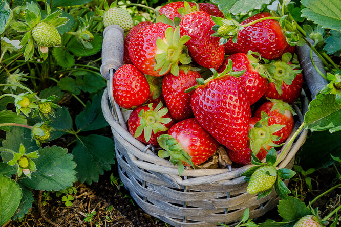 3 способа поднять ягоды клубники с земли, чтобы сохранить урожай от гниения