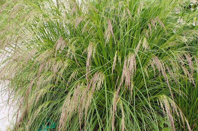 Цветы для клумбы с декоративной травой - 105 фото, названия осенних и летних растений, комбинации с лаватерой и розами Цветы для клумбы с декоративной травой: 105 фото, названия осенних и летних растений, комбинации с лаватерой и розами