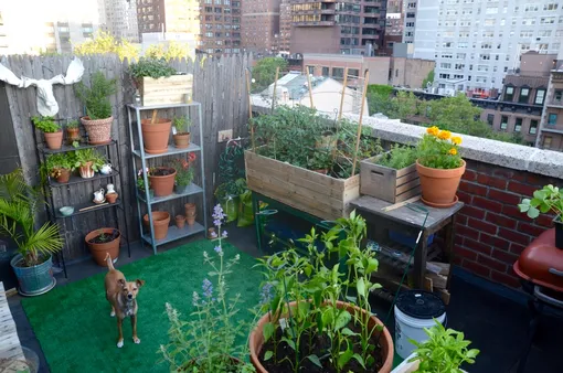 На балконе поместится много овощей, но чаще всего он пригоден лишь для летнего выращивания
