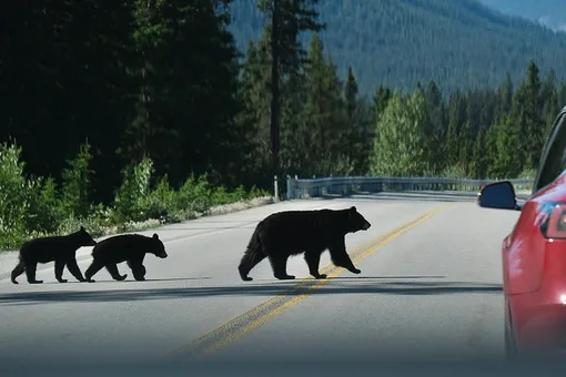 Мамы поймут: медведица пытается перевести четырёх медвежат через дорогу (видео)