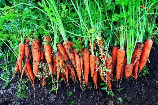 Сроки уборки среднеспелых и поздних сортов моркови
