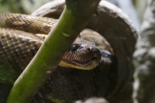 Бабушка спасла трёхлетнюю внучку после укуса смертельно ядовитой змеи