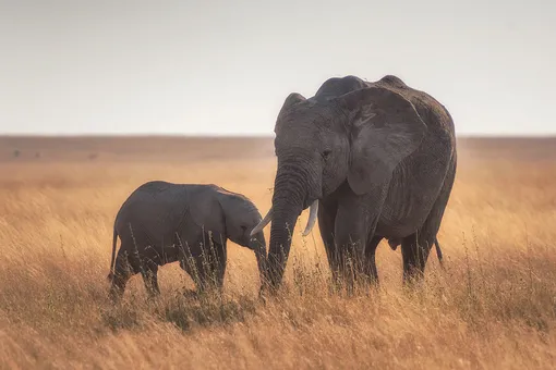 Спасенная слониха попросила смотрительницу спеть колыбельную слоненку (видео)