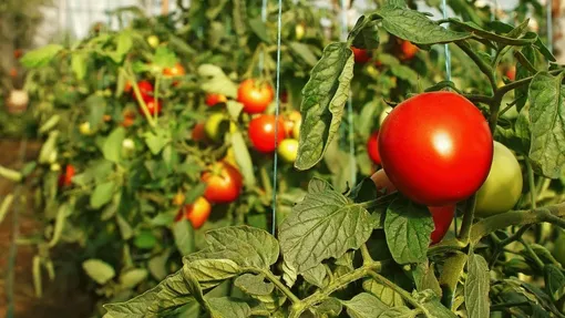 Как правильно удобрять томаты древесной золой