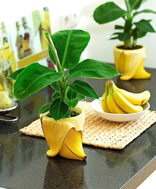 Можно ли вырастить банан в домашних условиях