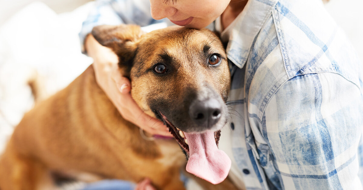 Существующие исследования о социальном интеллекте собак