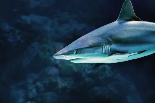 «Собиралась напасть на мою ногу и передумала»: дрон спас серфера от акулы