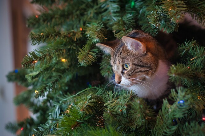 Как защитить ёлку от кота? 5 умных идей для новогоднего декора