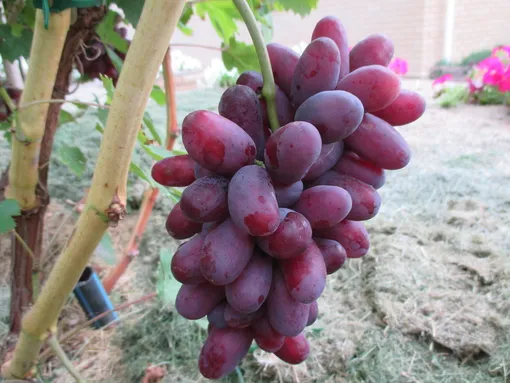 Ранний виноград Изюминка