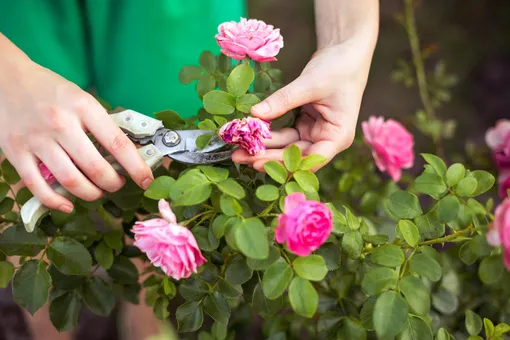 9 мифов о выращивании роз