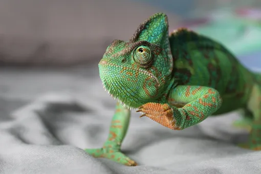 Не только меняют цвет: 7 удивительных фактов о хамелеонах