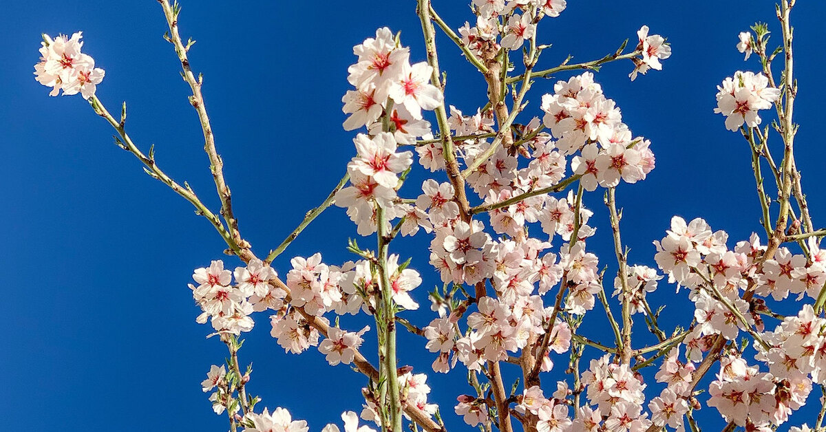 Миндальное дерево: фото, описание, как посадить в саду, способы и