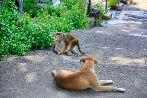 обезьяна и собака