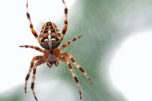 К чему снится паук: чёрный, белый, мохнатый, паутина – толкование по известным сонникам