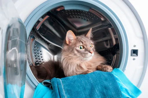 Котенок провел 20 минут в работающей стиральной машине и остался жив