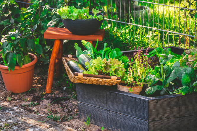 огород с нуля для новичков огород с нуля для новичков