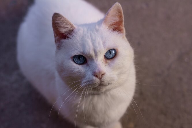 Мужчина спас кота, брошенного на оживлённой автотрассе Мужчина спас кота, брошенного на оживлённой автотрассе