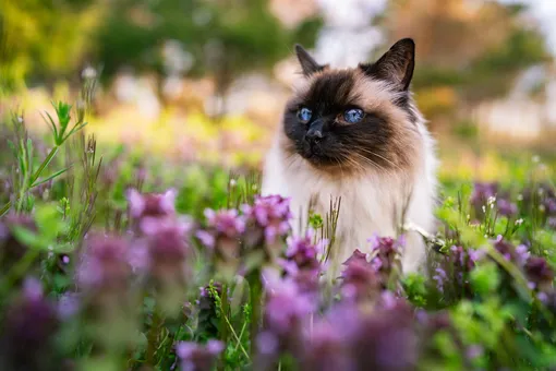 Кошки с голубыми глазами: балинезийская кошка