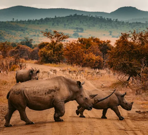 Носороги переходят дорогу