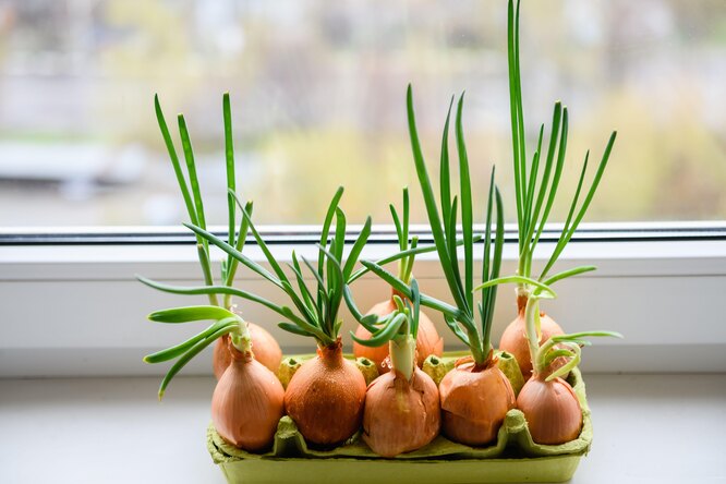 Лук-севок дома на подоконнике: как вырастить лук на зелень в домашнихусловиях