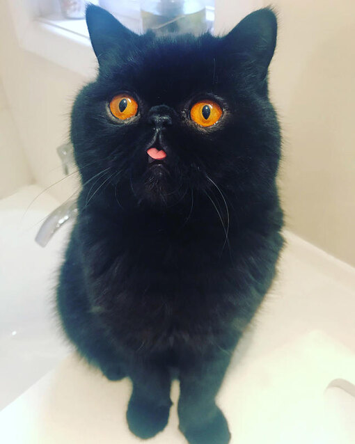 Кот с приплюснутой мордой